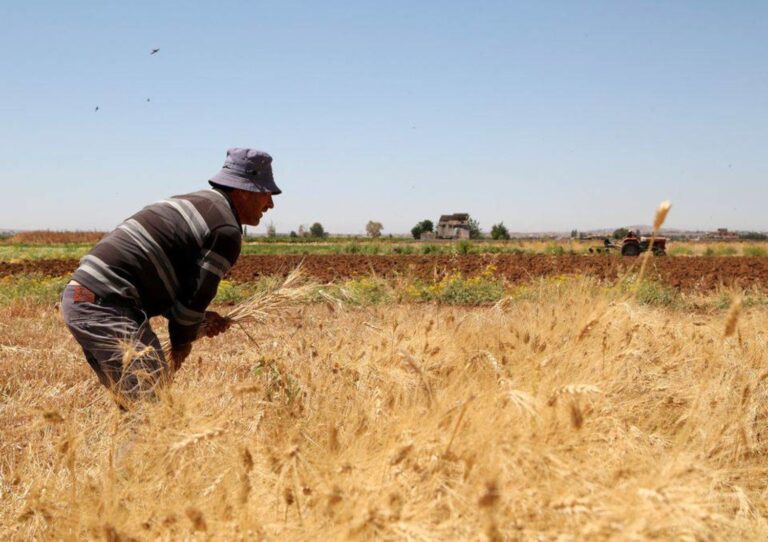 باتفاق مع نظام الأسد، ميليشيا قسد تحدد سعر القمح.. والخاسر الأكبر هو المزارع