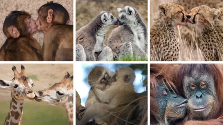 أول قبلة عمرها 21 مليون سنة وفق تقديرات العلماء